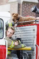 Firehouse Dog For further information please contact your lo