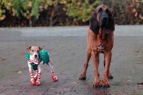 SANTA BUDDIES