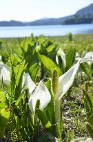 Skunk cabbages in full bloom in Fukushima village