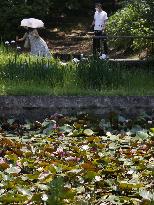 Water lilies in western Tokyo park