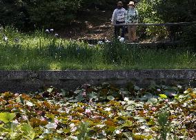 Water lilies in western Tokyo park