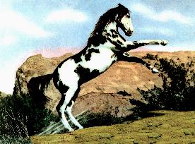 Thunderhoof  film (1948)