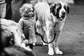 Small girl with very large St. Bernard dog