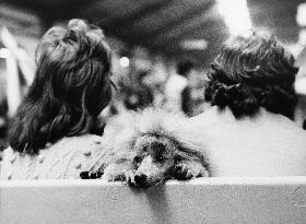 Manchester Dog Show 1975 - Poodle