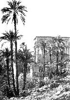 Island of Philae, group of palms c1857
