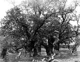 Chatsworth House, Oaks in the Old Deer Park c1864