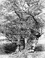 Chatsworth House, Park, Oak Study c1864