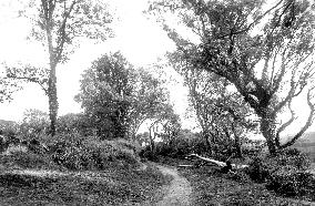 Gumfreston, Scotsborough Lane Scene 1890