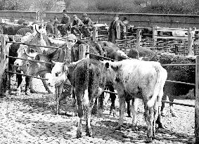 Shrewsbury, Cattle Market 1891