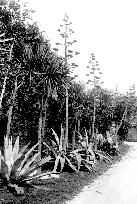 Tresco, Aloes 1892