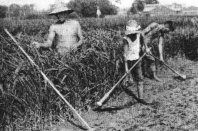 three Japanese rice farmers