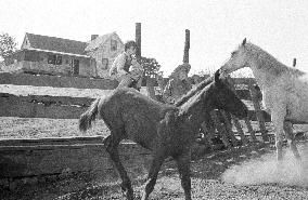 The Red Pony (1973) Film