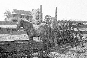 The Red Pony (1973) Film