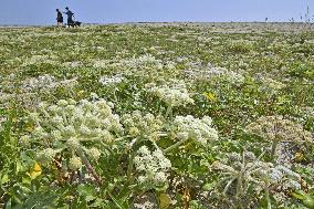 Flower on tsunami-hit beach in northeastern Japan