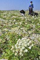 Flower on tsunami-hit beach in northeastern Japan