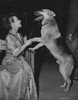 Young Wives Tale (1951) Film