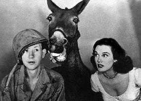 Francis The Talking Mule film (1950)