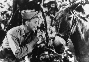Francis The Talking Mule film (1950)