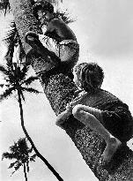 The River film (1951)