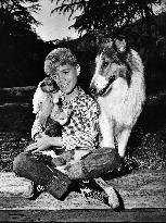 Lassie film (1954)