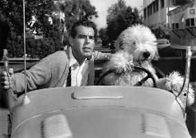 The Shaggy Dog film (1959)