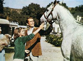 The Horse In The Gray Flannel - film (1968)