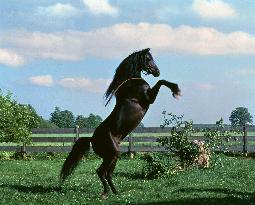 The Black Stallion (1979)