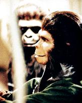 Beneath The Planet Of The Apes (1970)