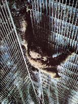 King Kong (1976)