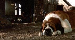 Cujo (1983)