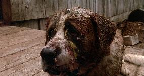 Cujo (1983)