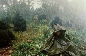 Gorillas In The Mist (1988)