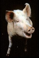 A Private Function (1984)