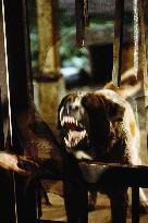 Cujo (1983)