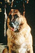 K-9 (1989)