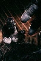 King Kong Lives (1986)