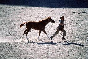 Running Free (1999)
