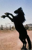 Running Free (1999)