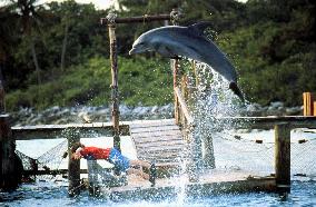 Flipper (1996)