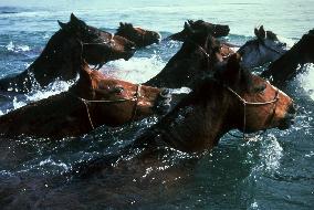 Running Free (1999)