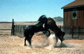 Running Free (1999)