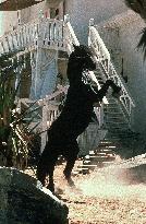 Running Free (1999)
