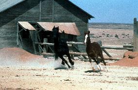 Running Free (1999)