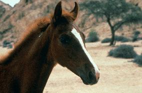 Running Free (1999)