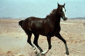 Running Free (1999)