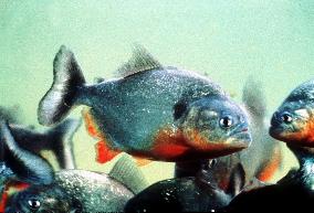 Piranha (1995)