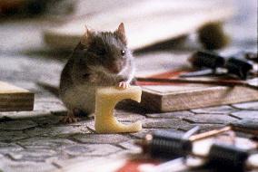 Mousehunt; Mouse Hunt (1997)