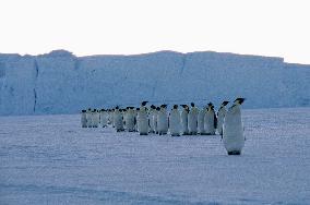 March Of The Penguins (2005)