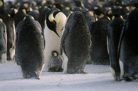 March Of The Penguins (2005)