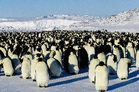 March Of The Penguins (2005)